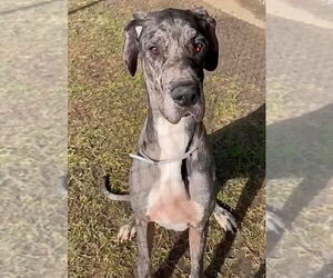 Great Dane Dogs for adoption in Bullard, TX, USA