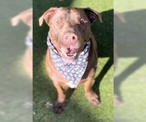 Labrador Retriever Dogs for adoption in San Martin, CA, USA