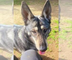German Shepherd Dog Dogs for adoption in Sacramento, CA, USA