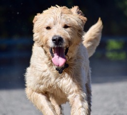 Goldendoodle Dogs for adoption in Penngrove, CA, USA