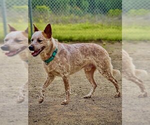 Mutt Dogs for adoption in Santa Barbara, CA, USA