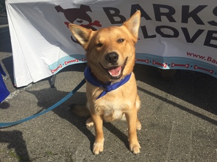 Mutt Dogs for adoption in Fullerton, CA, USA