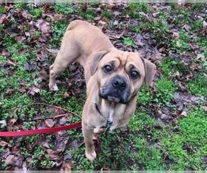 Puggle Dogs for adoption in Raleigh, NC, USA