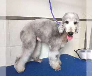 Bedlington Terrier Dogs for adoption in Lenoir, NC, USA