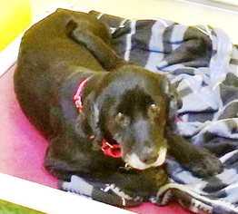 Cocker Spaniel Dogs for adoption in Kennesaw, GA, USA