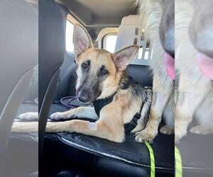 German Shepherd Dog Dogs for adoption in New Orleans, LA, USA