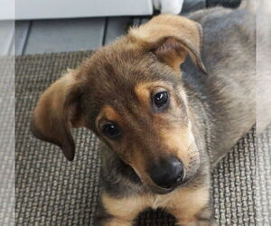 Mutt Dogs for adoption in Garner, NC, USA