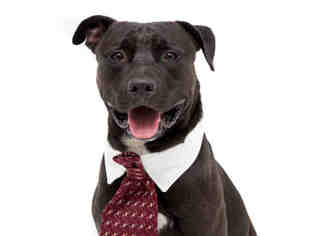 Small American Pit Bull Terrier