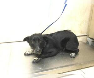 American Pit Bull Terrier Dogs for adoption in Riverside, CA, USA