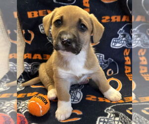 Labrador Retriever-Unknown Mix Dogs for adoption in Mundelein, IL, USA