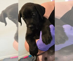 Great Dane-Labrador Retriever Mix Dogs for adoption in Bullard, TX, USA