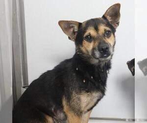 Mutt Dogs for adoption in San Antonio, TX, USA