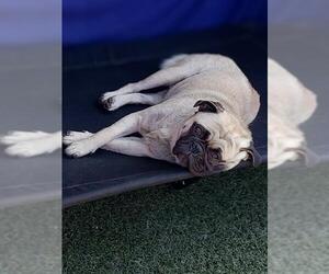 Pug Dogs for adoption in Chula Vista, CA, USA