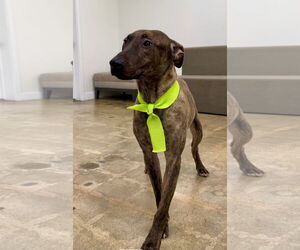 Holland Shepherd Dogs for adoption in Marina Del Rey, CA, USA