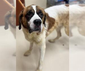Saint Bernard Dogs for adoption in Center Township, PA, USA