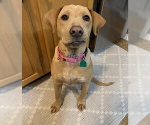 Mastador Dogs for adoption in Princeton, MN, USA