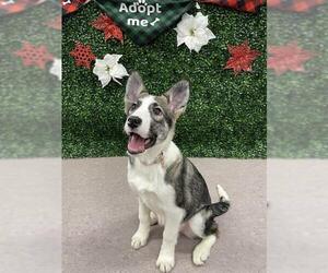 Scottish Collisky Dogs for adoption in Grasswood, Saskatchewan, Canada