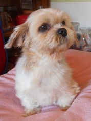 Shih Tzu Dogs for adoption in Yucaipa, CA, USA
