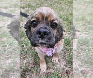 Cocker Spaniel Dogs for adoption in Wakefield, RI, USA