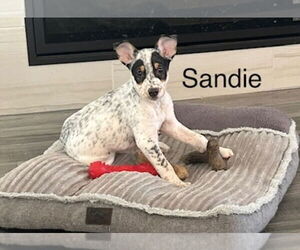 Mutt Dogs for adoption in Lakewood, CO, USA