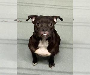 American Pit Bull Terrier-Unknown Mix Dogs for adoption in Baytown, TX, USA