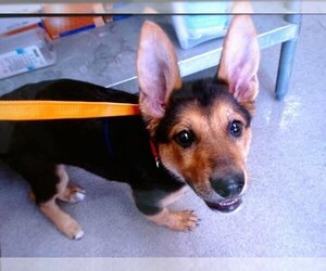 German Shepherd Dog Dogs for adoption in San Bernardino, CA, USA