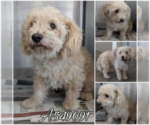 Poodle (Miniature) Dogs for adoption in San Antonio, TX, USA