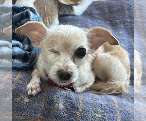Chihuahua-Unknown Mix Dogs for adoption in Fargo, ND, USA