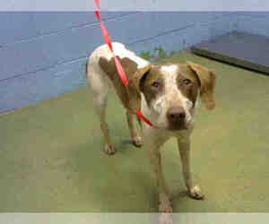 Pointer Dogs for adoption in Moreno Valley, CA, USA