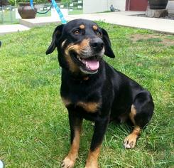 Rottweiler-Unknown Mix Dogs for adoption in Shinnston, WV, USA