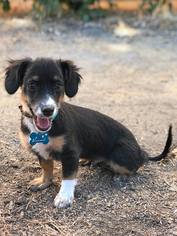 Medium Photo #1 ShiChi Puppy For Sale in Rancho Santa Margarita, CA, USA