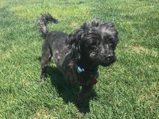 Shih-Poo Dogs for adoption in Baltimore, MD, USA