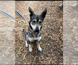 German Shepherd Dog-Siberian Husky Mix Dogs for adoption in Santa Maria, CA, USA