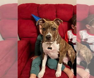 American Staffordshire Terrier-Unknown Mix Dogs for adoption in Wheaton, IL, USA