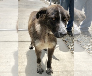 Australian Shepherd-Unknown Mix Dogs for adoption in Fresno, CA, USA