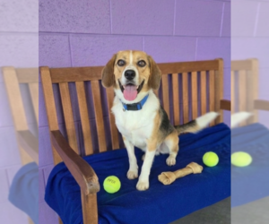 Beagle-Unknown Mix Dogs for adoption in Genesee, WI, USA