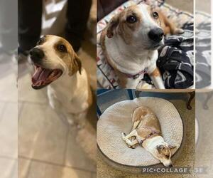 Mutt Dogs for adoption in San Antonio, TX, USA