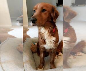 Gollie Dogs for adoption in Alexandria, VA, USA