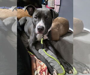 American Pit Bull Terrier-Unknown Mix Dogs for adoption in Princeton, MN, USA