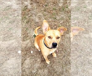 American Pit Bull Terrier-Labrador Retriever Mix Dogs for adoption in Alexandria, VA, USA