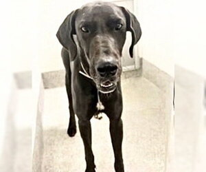 Great Dane-Unknown Mix Dogs for adoption in Houston, TX, USA