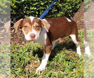 Jack-A-Bee Dogs for adoption in Royal Palm Beach, FL, USA