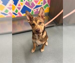 German Shepherd Dog Dogs for adoption in Baytown, TX, USA