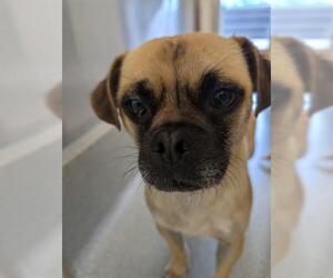 Medium Photo #1 Pug-Unknown Mix Puppy For Sale in San Martin, CA, USA
