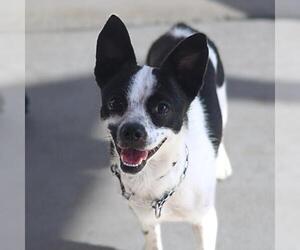 Chihuahua Dogs for adoption in San Antonio, TX, USA