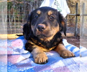 Colonial Cocker Spaniel-Rottweiler Mix Dogs for adoption in Rutherfordton, NC, USA