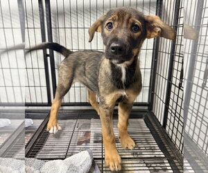 Mutt Dogs for adoption in Gilberts, IL, USA