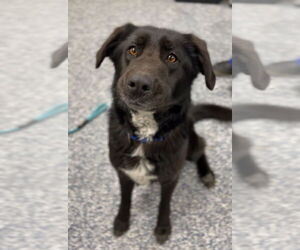 German Shepherd Dog-Unknown Mix Dogs for adoption in Bemidji, MN, USA