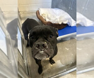 Bulloxer Dogs for adoption in St. Cloud, FL, USA