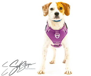 Beagle-Unknown Mix Dogs for adoption in Brooklyn Center, MN, USA